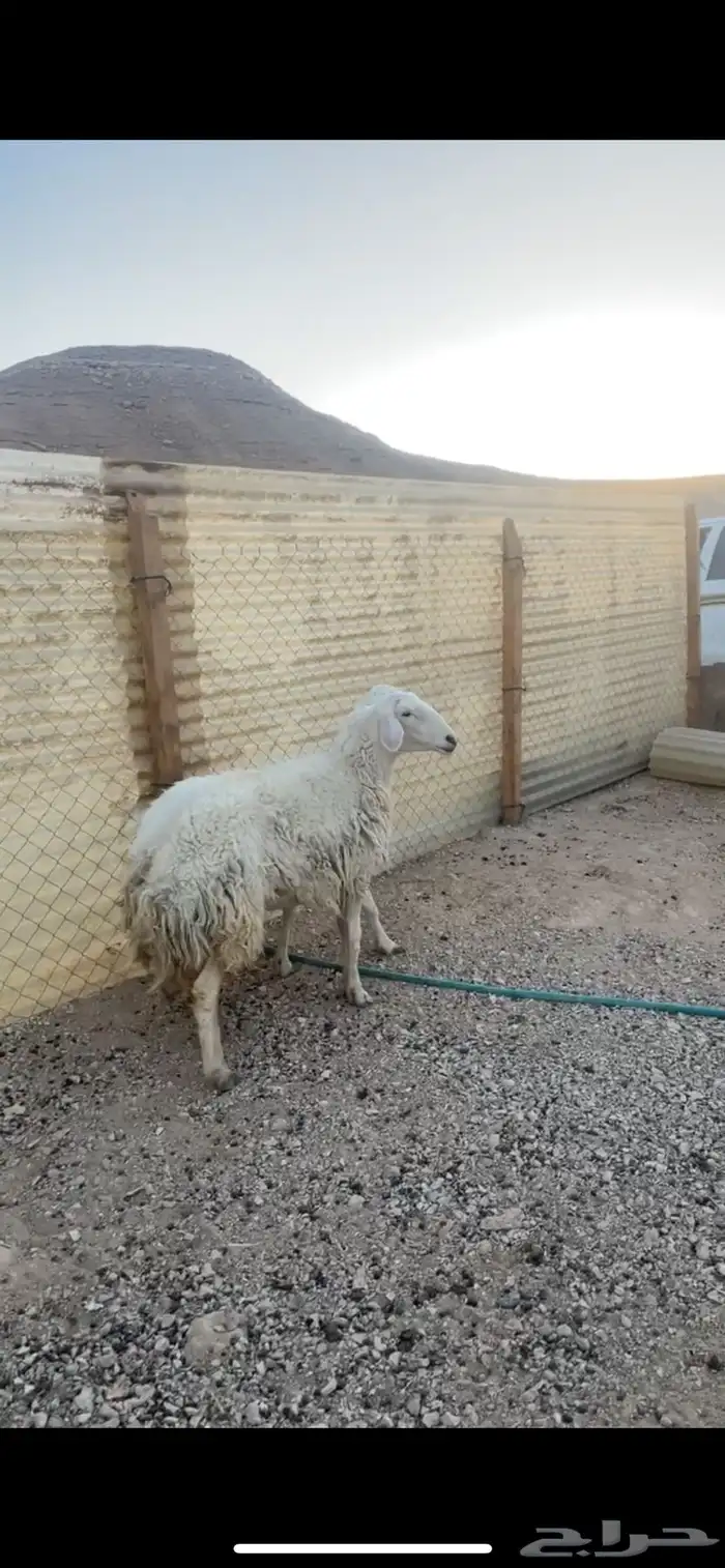 شياه حريات رباع وتامه تم البيع خارج الموقع 2