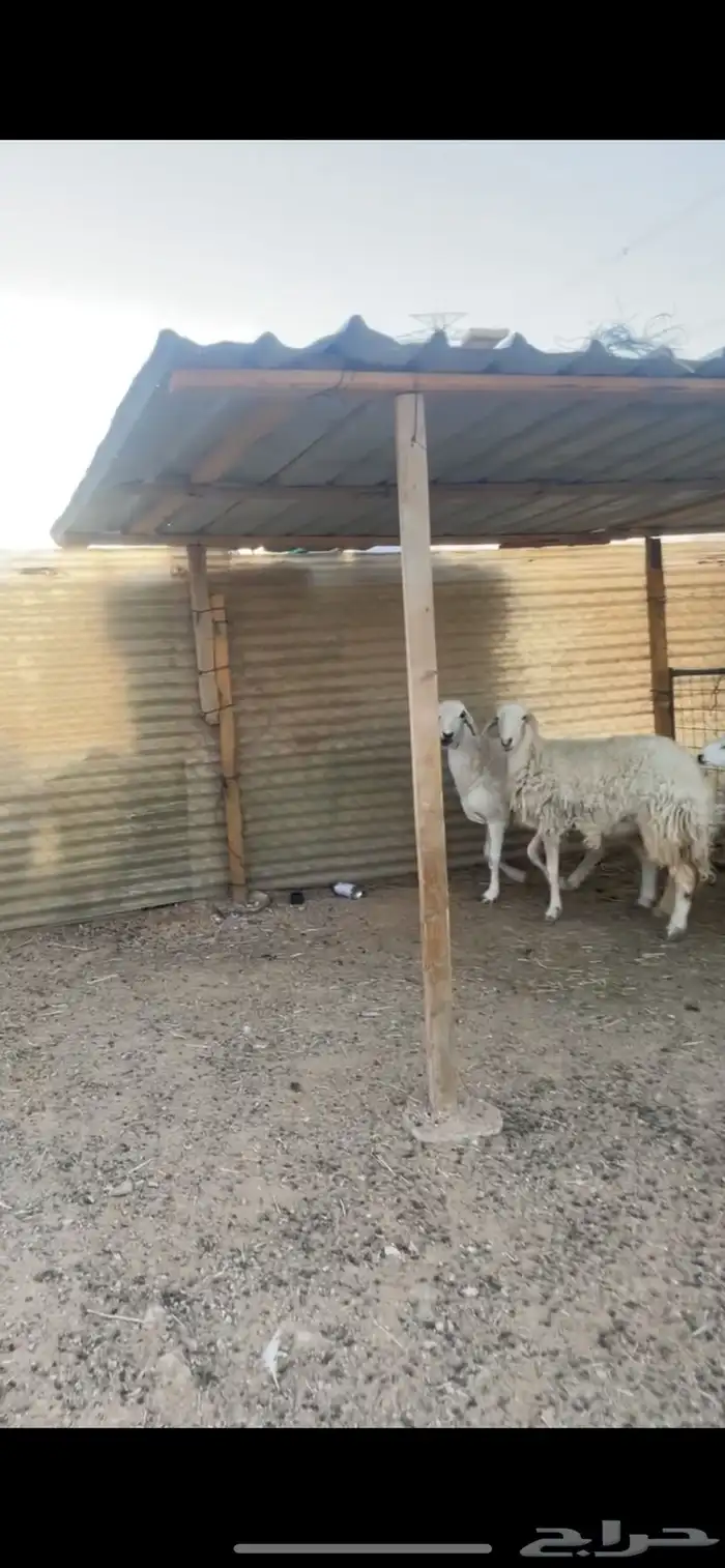 شياه حريات رباع وتامه تم البيع خارج الموقع 4
