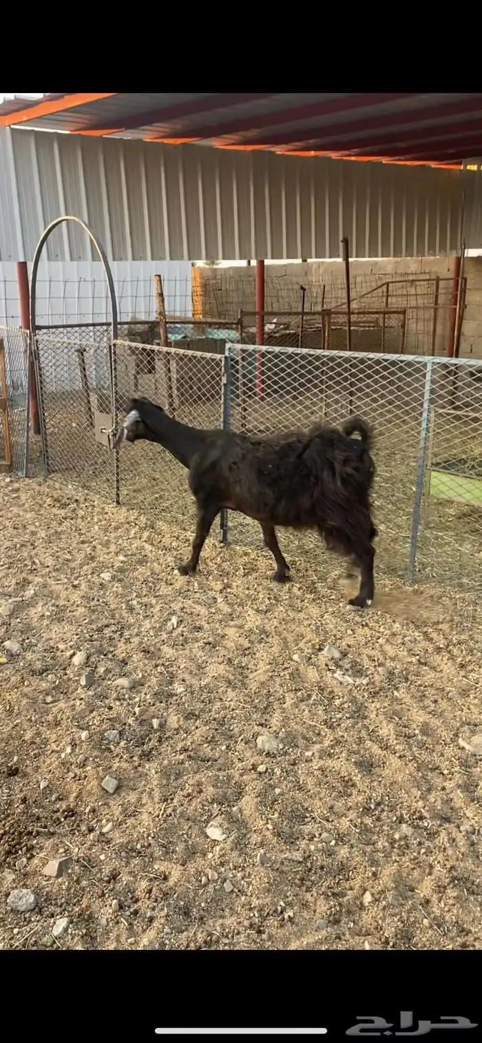 عنز((تم الببيع )) 2