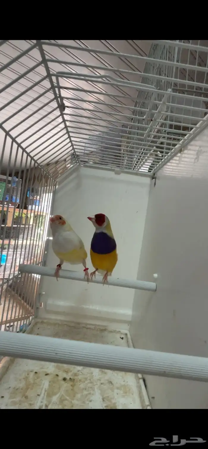 ماشاءالله جوز قولدن منتج 3