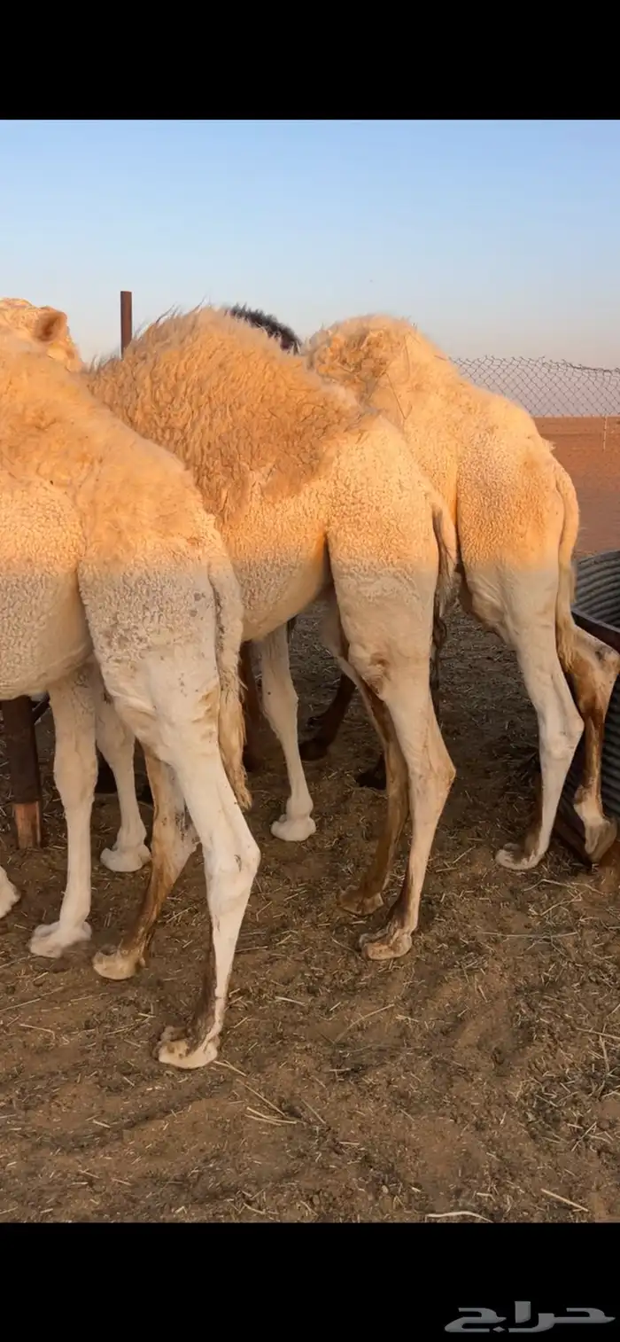 حشو طيبه ب الحيل واوزان العدد 17 3