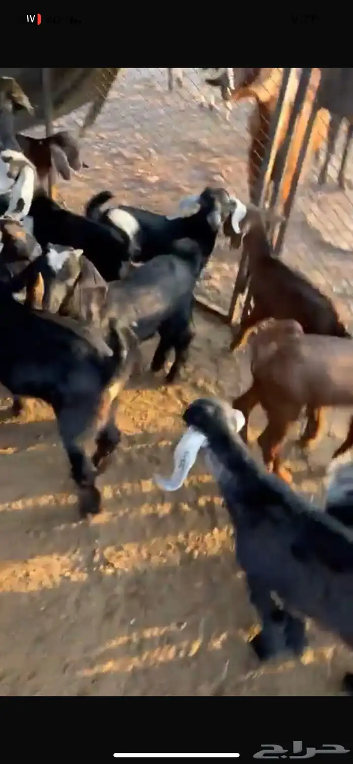 معزا مراح واحد 52 راس 0