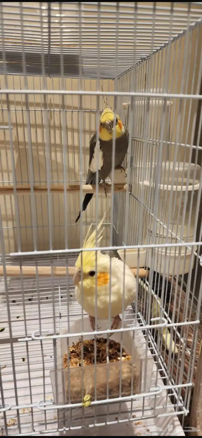 زوج كروان للبيع بالقفص والبياضه 2