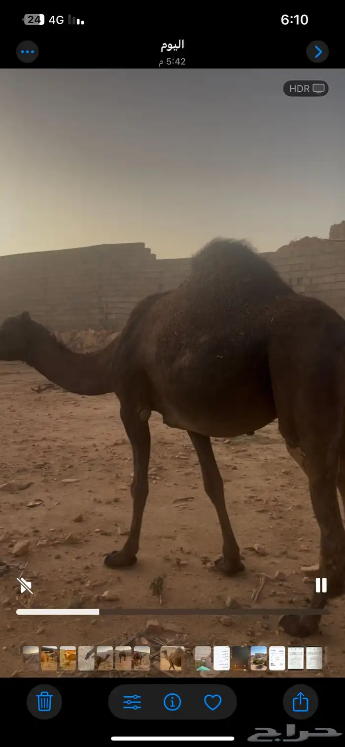 المجهم. لقحه في 7 شهور. رباع مشروطه من كل عيوب الحمراء 2