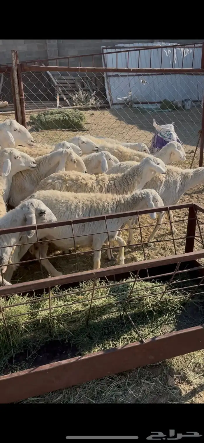 ضان حريات دفيع 18(مبيوعه) 10