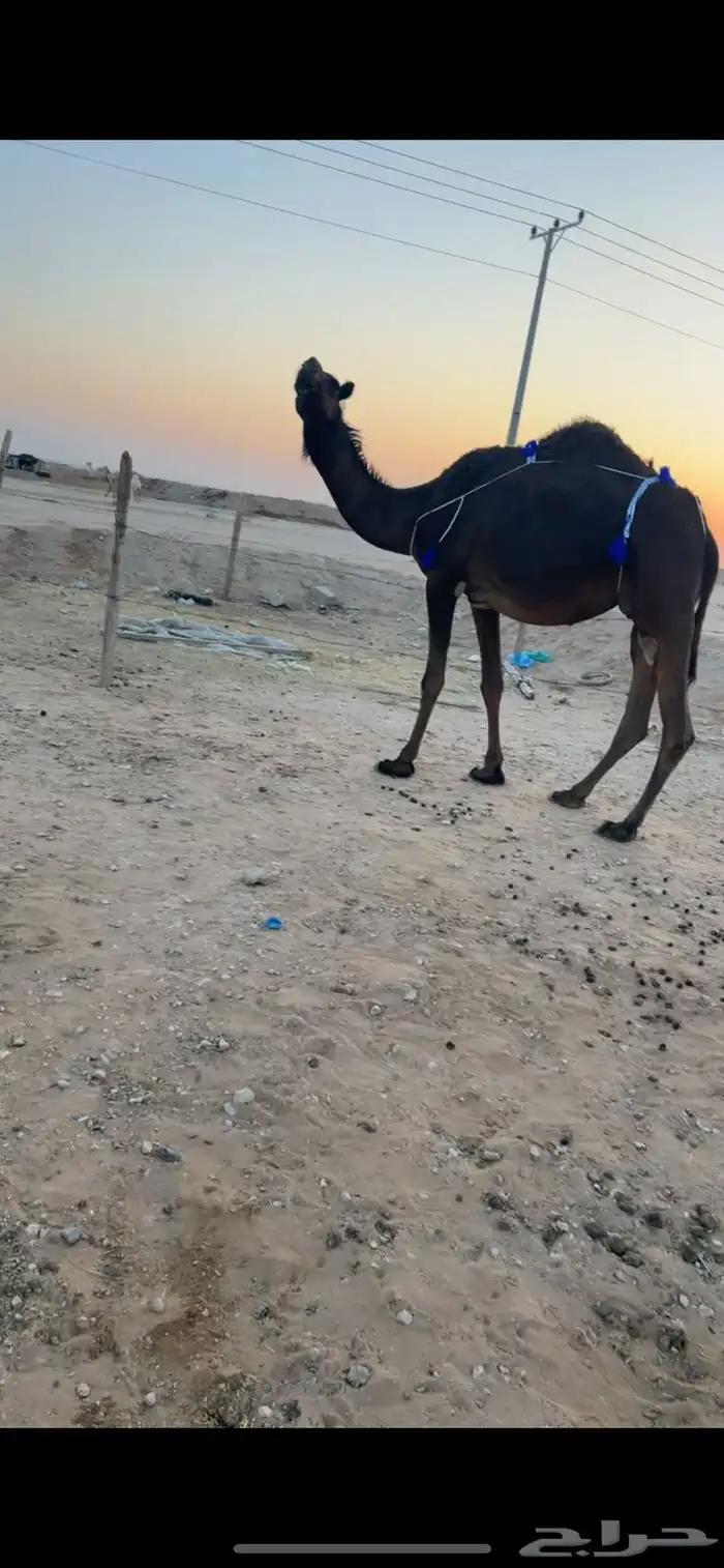 لقحه ملاقي رباع 1