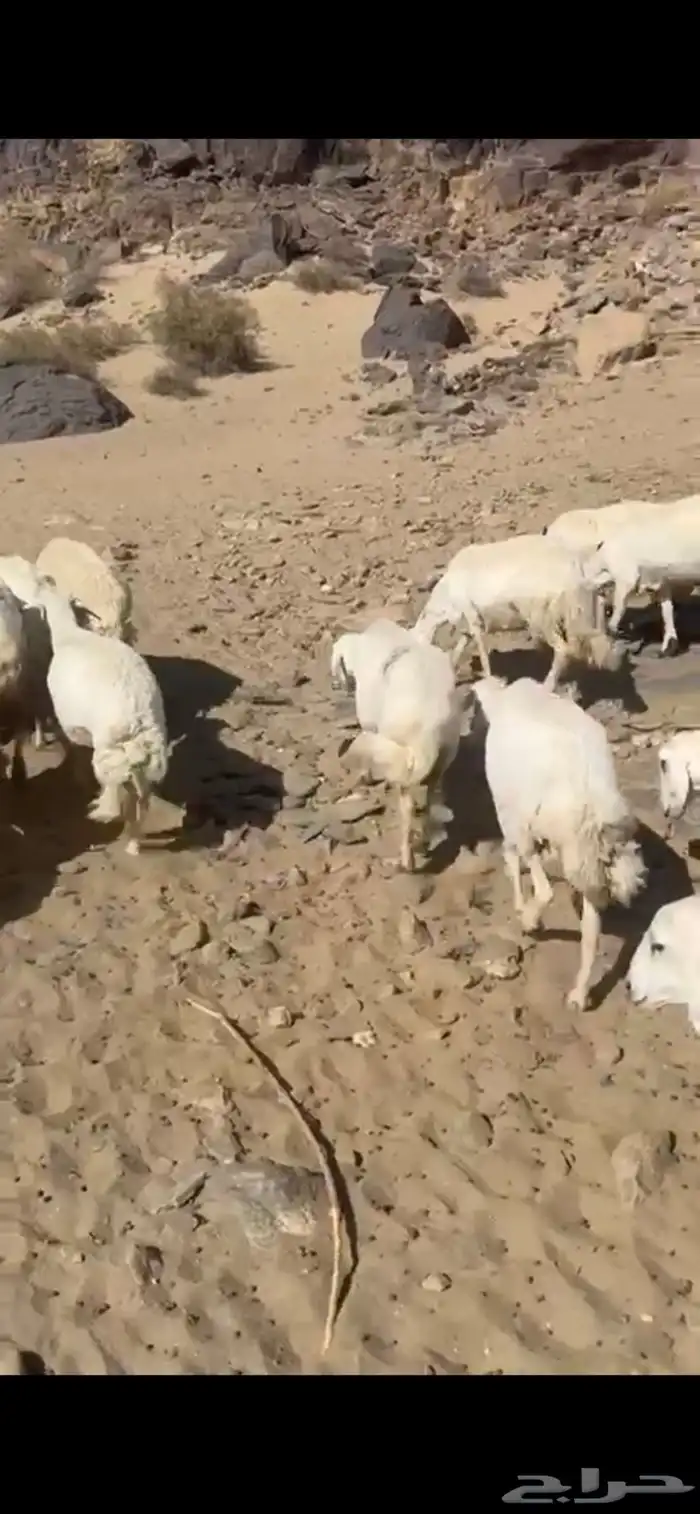 ظان متابيع 1