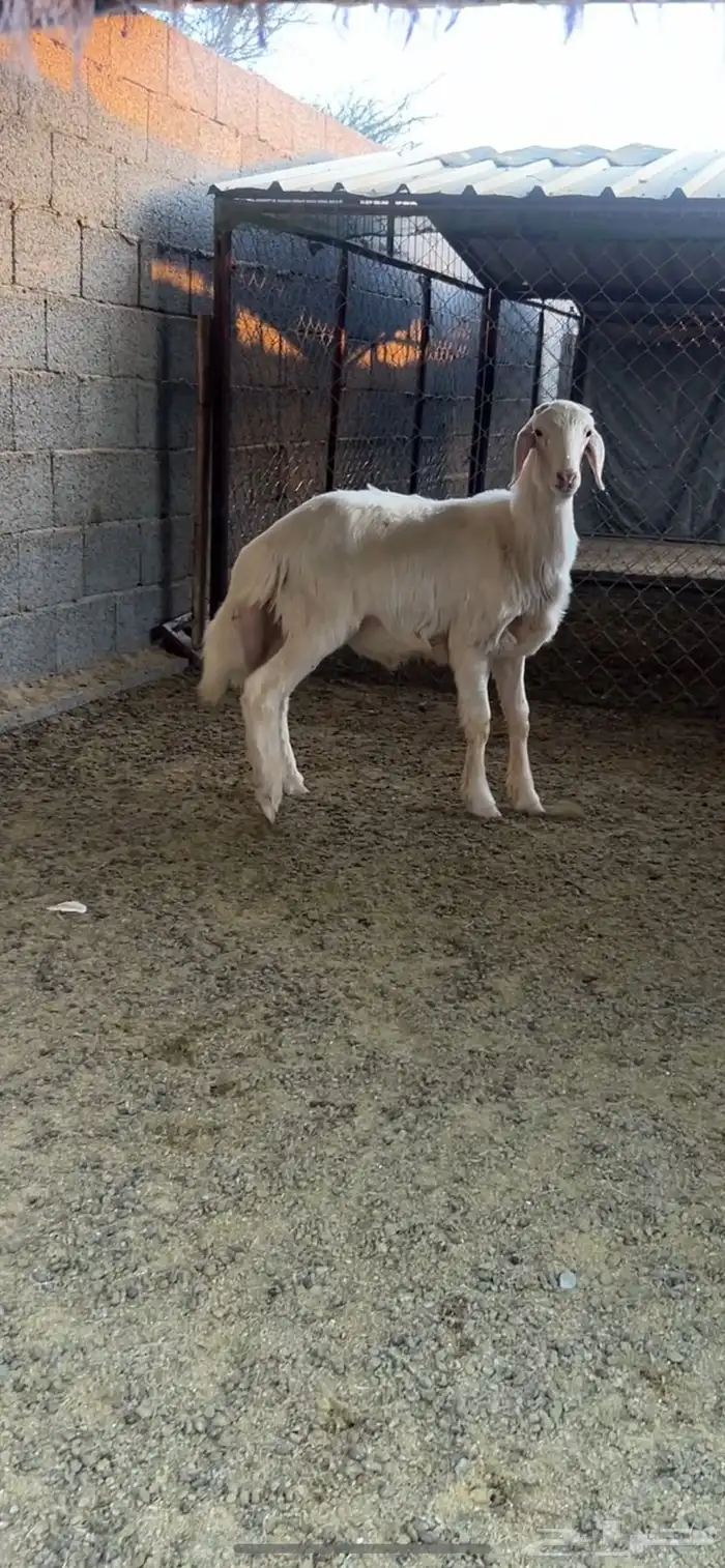 خروف مشروع فحل 1