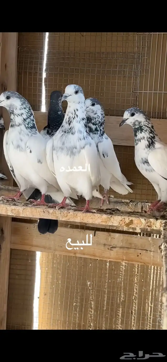 حمام باكستاني 0