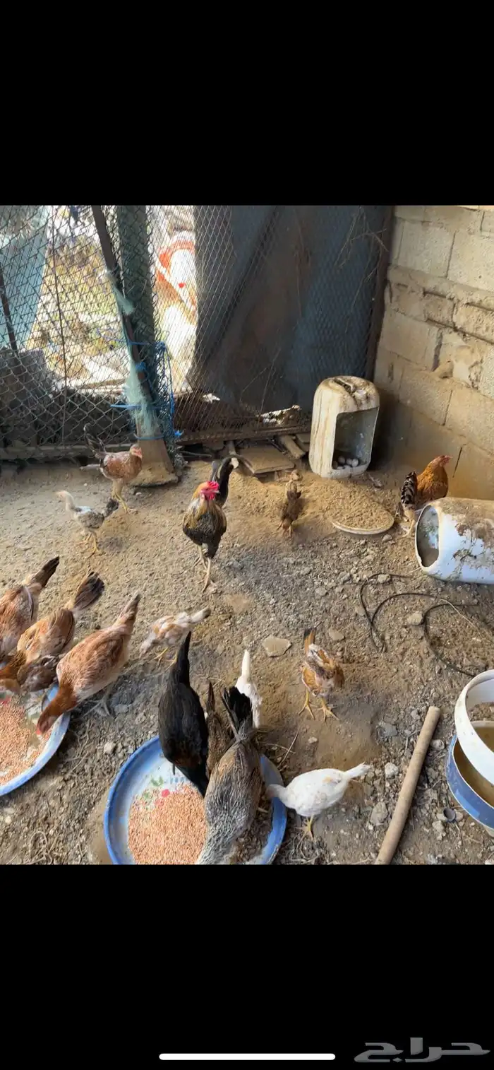 دجاج بلدي ومهجن باكستاني 0