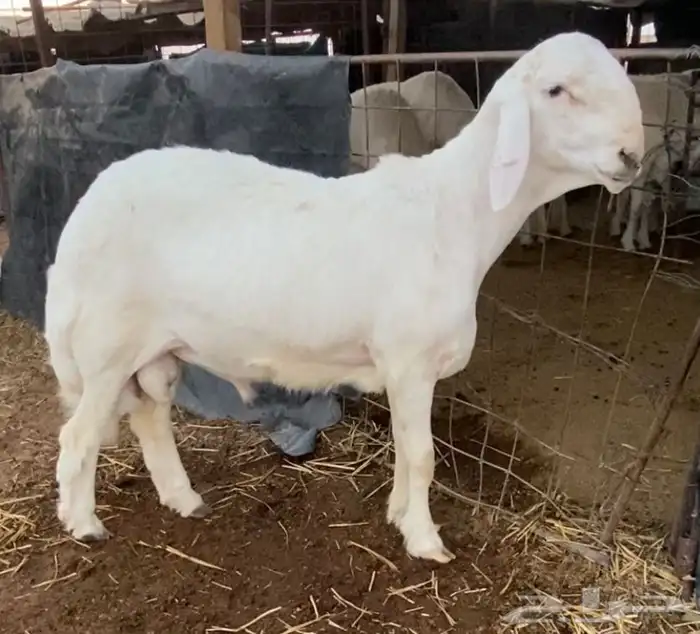 طلي حري خصم راس كارثه مستقبل فحل 0