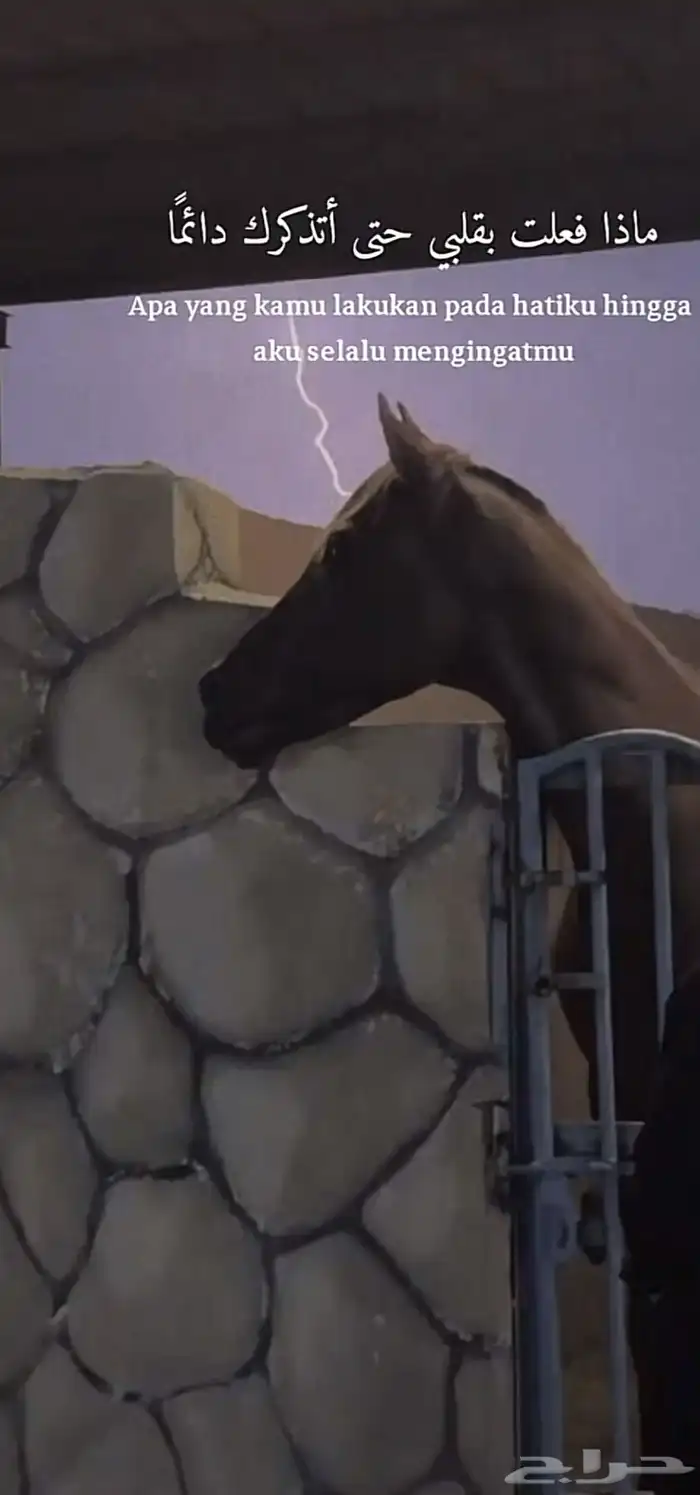 حصان شعبي شيخ 0