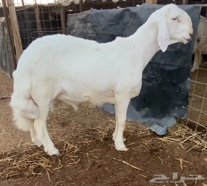 طلي حري خصم راس كارثه مستقبل فحل 4