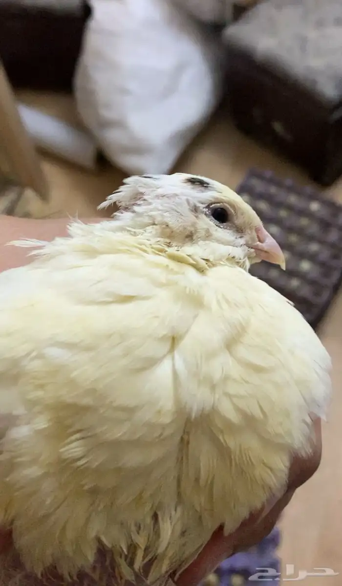 سمان تكساس العملاق 5