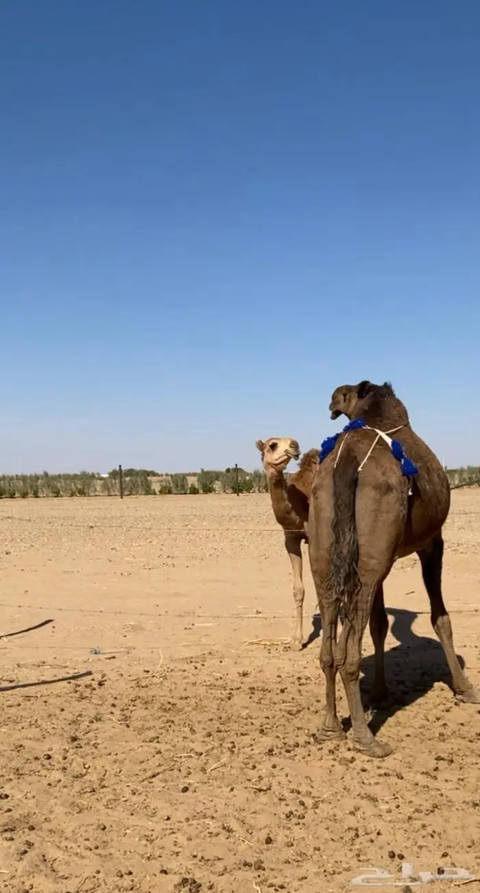 عشراء صفراء طيبه 2