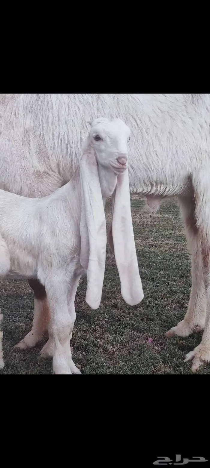 فحل منتج  ولد نبراس ولد صدارة 3