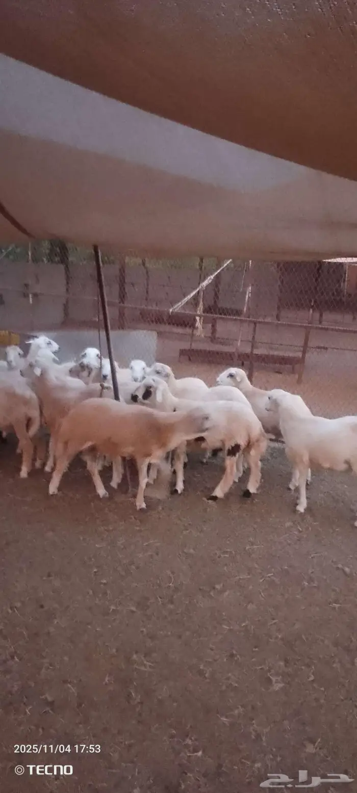 متواجد لدينا خرفان بلدي 2