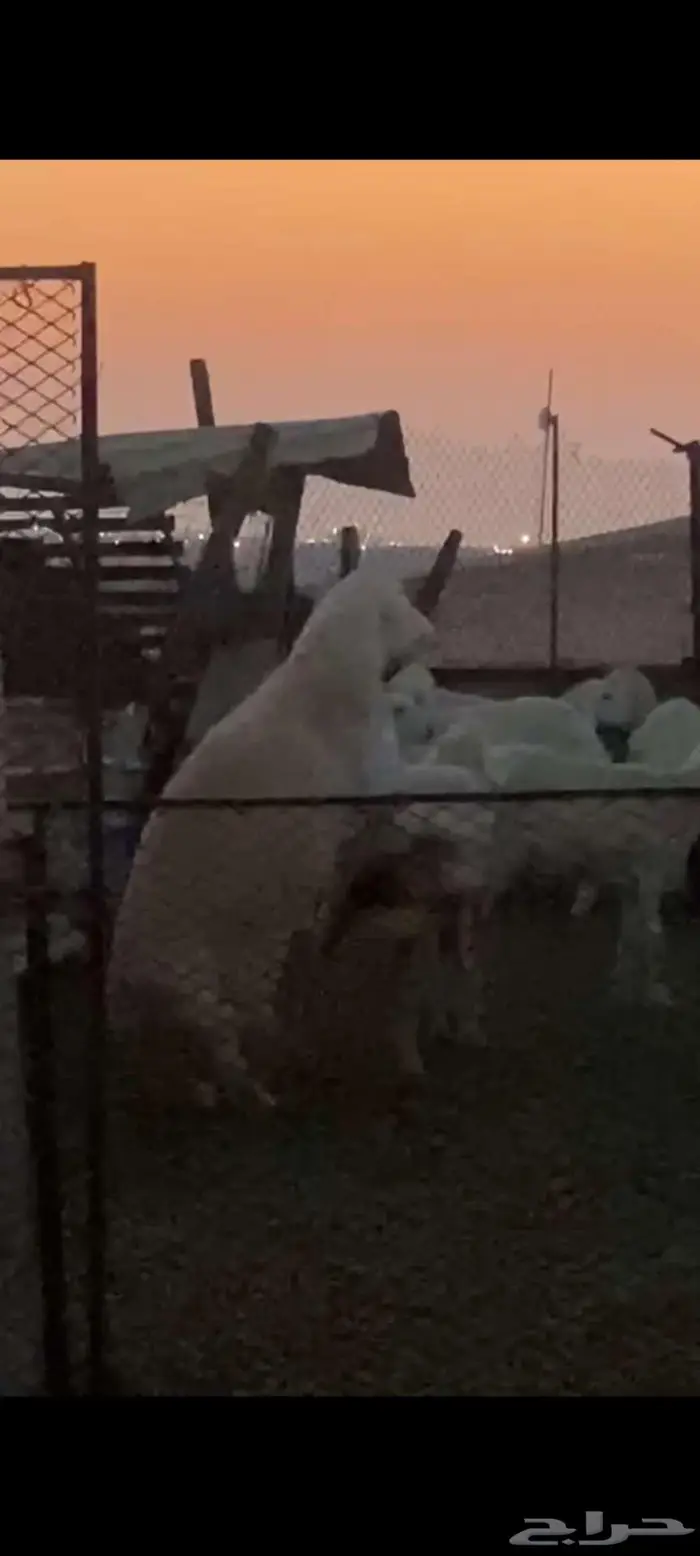 ( تم البيع) ثني فاخر من حلال الصياد في أملج 2