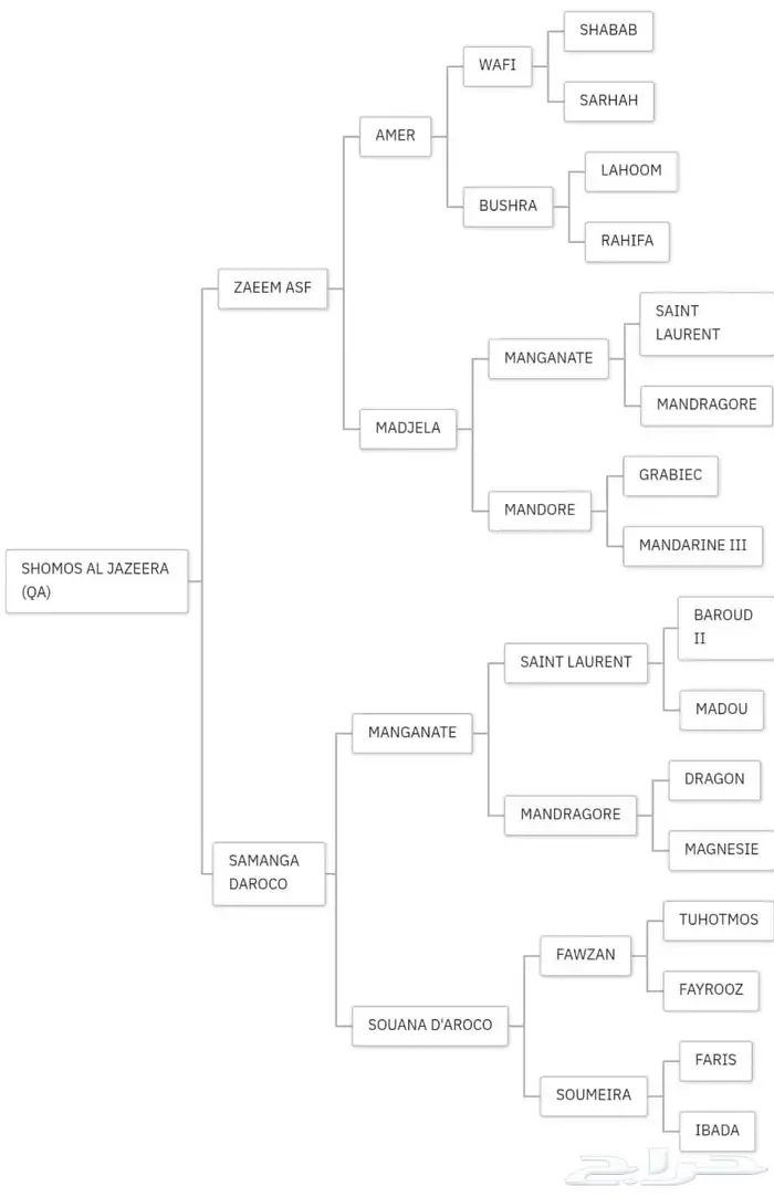 فرسين نخبة للبيع   دماء سباقات ونسب عالمي 1
