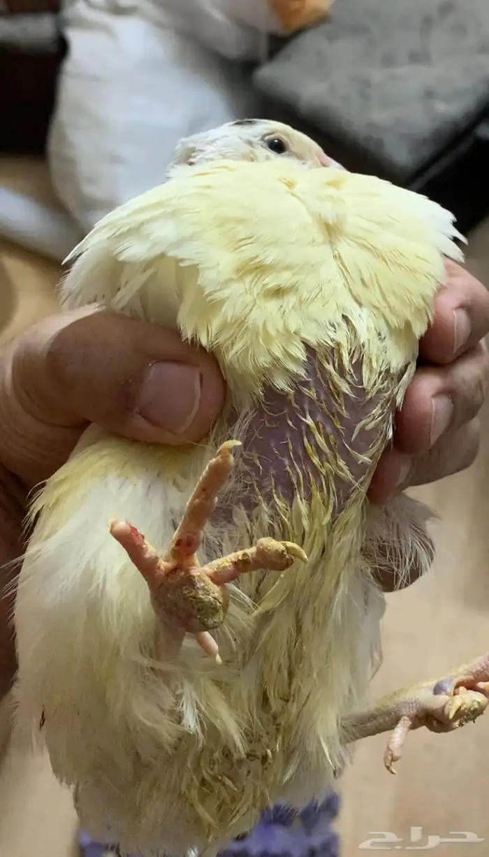 سمان تكساس العملاق 7