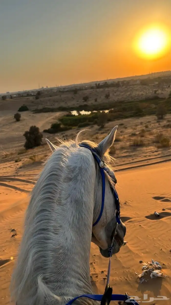 خيل عربي للبيع 2