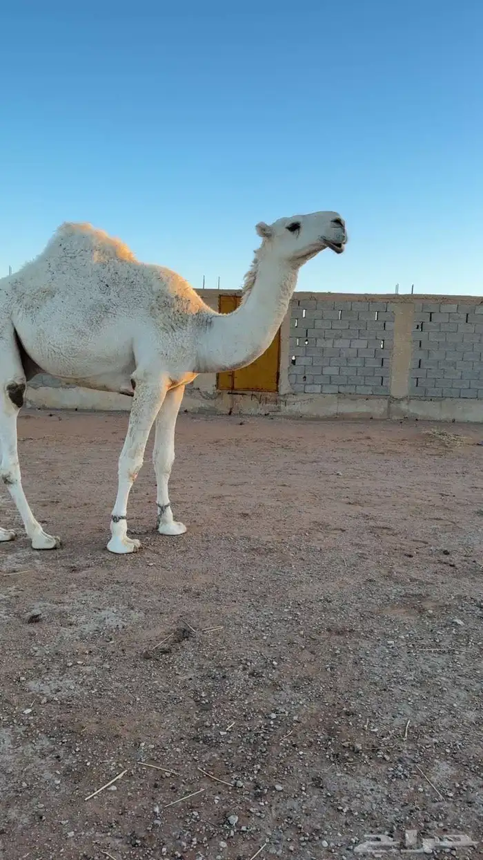 قعود سنه لقي على بعرين فنجال الشيباني 1