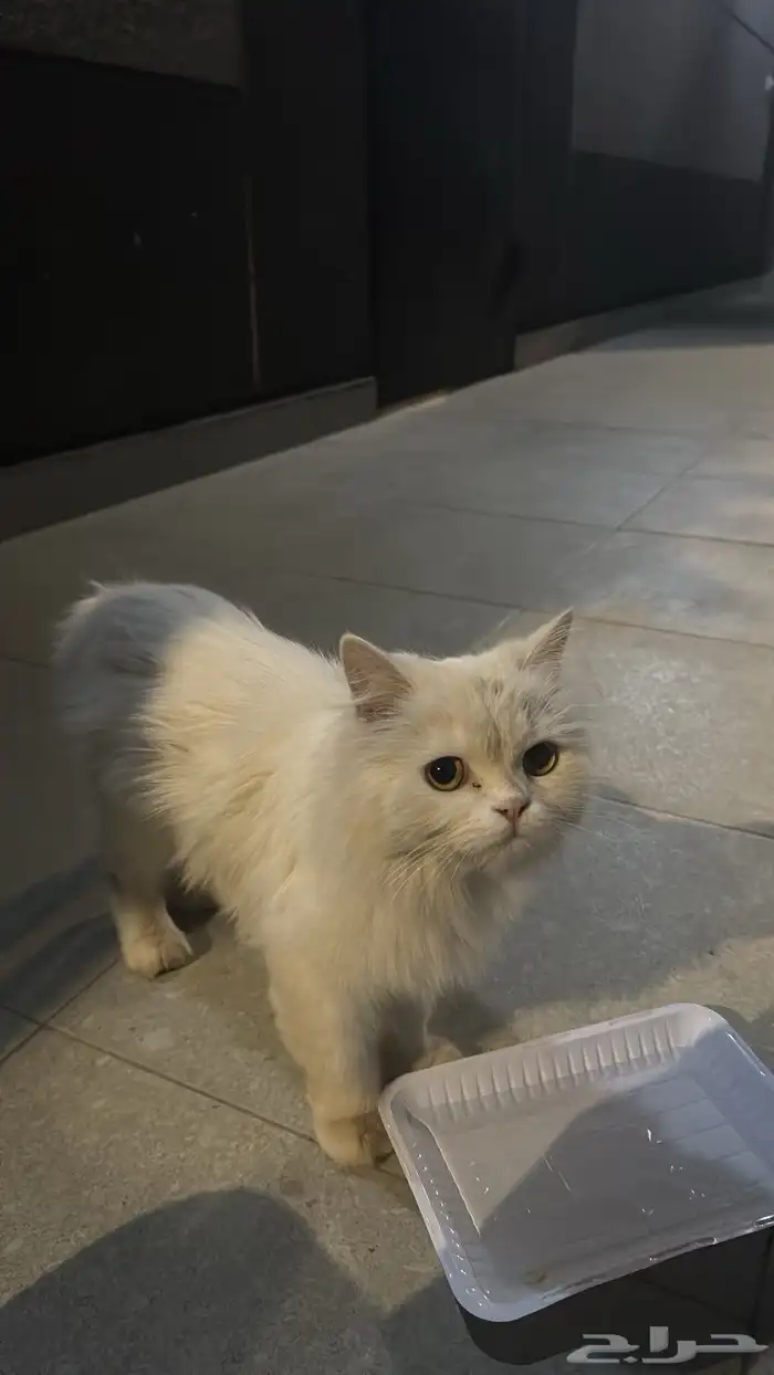 لقيت قطو ضايع او انه منرمي 0