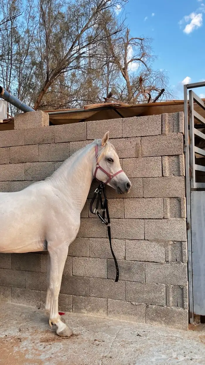 خيل عربي للبيع 1