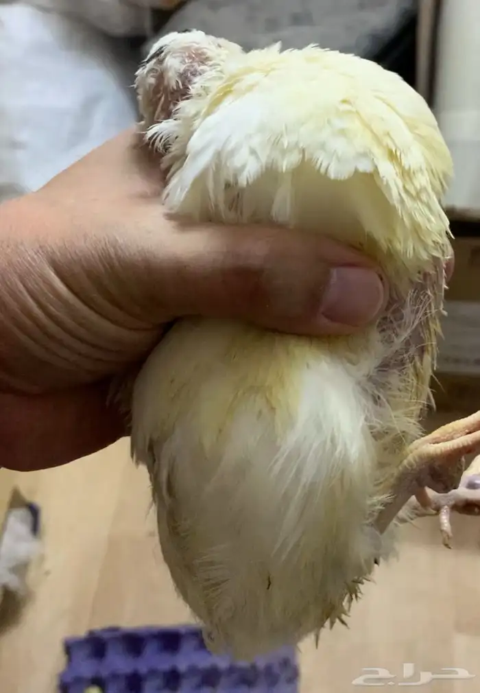 سمان تكساس العملاق 4