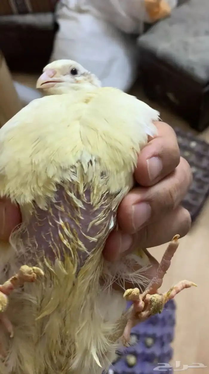 سمان تكساس العملاق 0