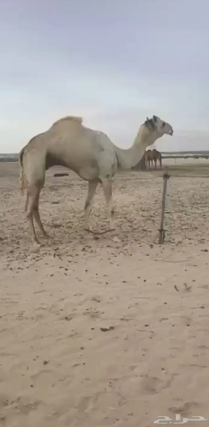 متلي طيبه ( تم البيع ) 1