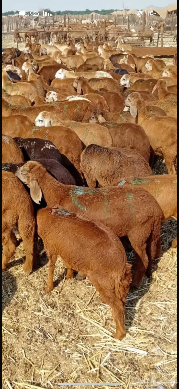 طليان سواكن بهم 680 2