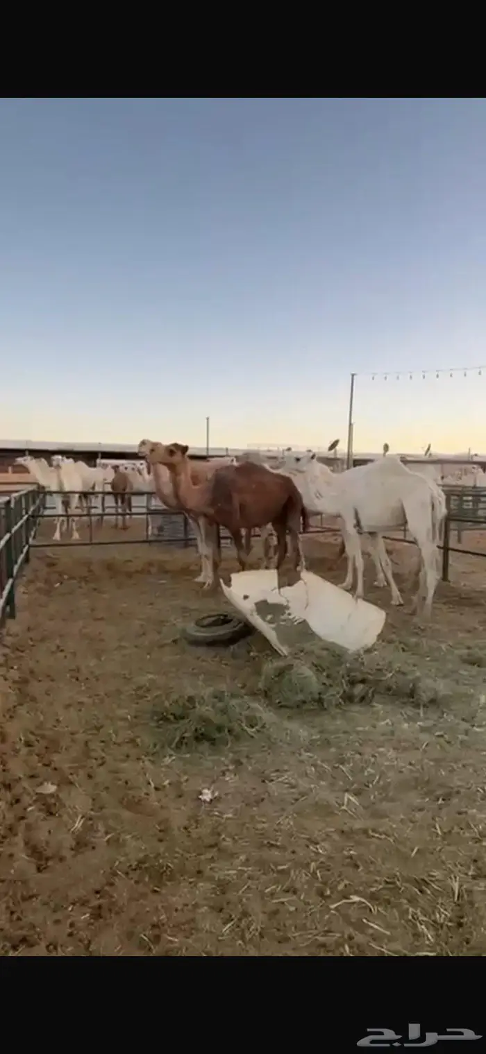 يوجد ابل قصب 0