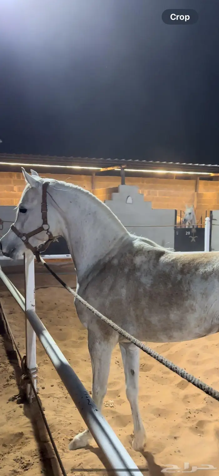 حصان واهو فاخر 7