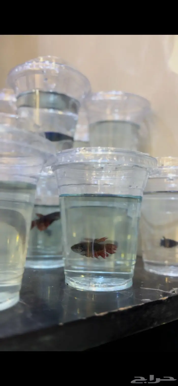 اناث فايتر الحبه ب 20 ريال الكميه محدوده 0