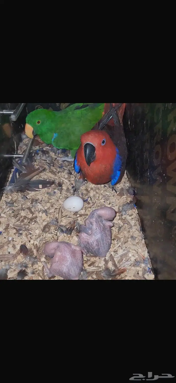 للبيع جوز اكلكتوس منتج من نوادر الطيور و سعر حلو 0