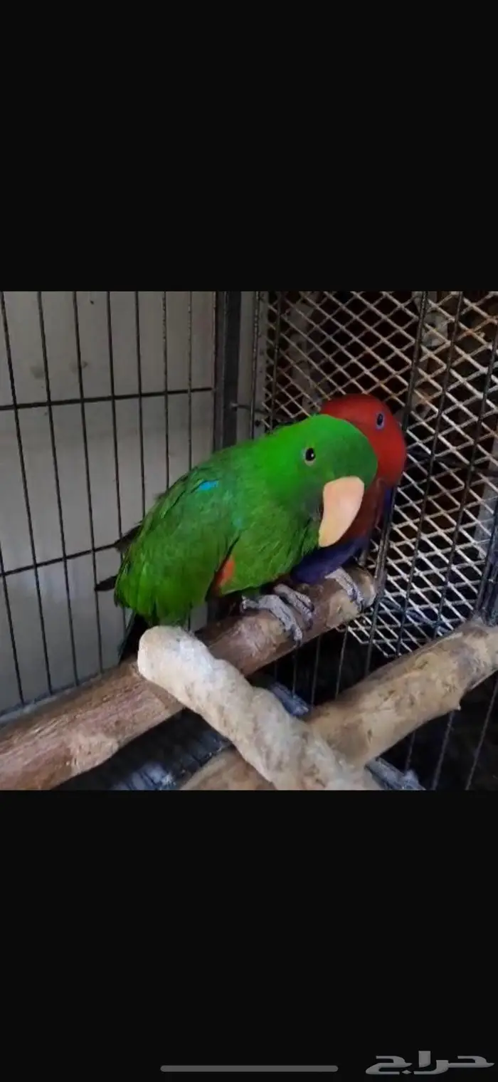 للبيع جوز اكلكتوس منتج من نوادر الطيور و سعر حلو 2