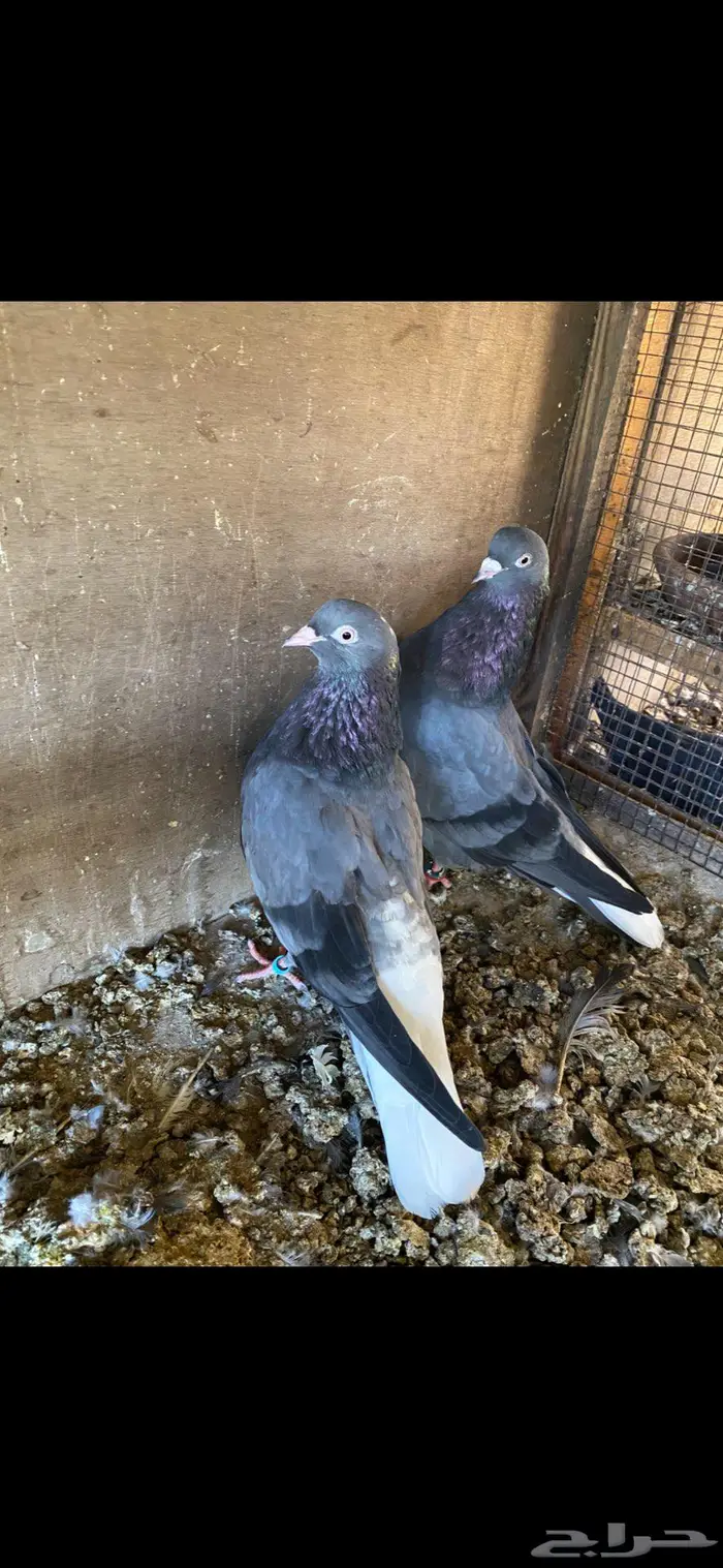 جوز قطيفي زرق المملكة 2