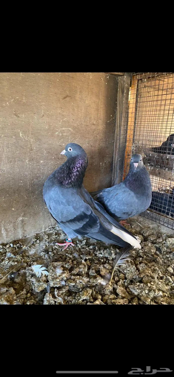 جوز قطيفي زرق المملكة 1