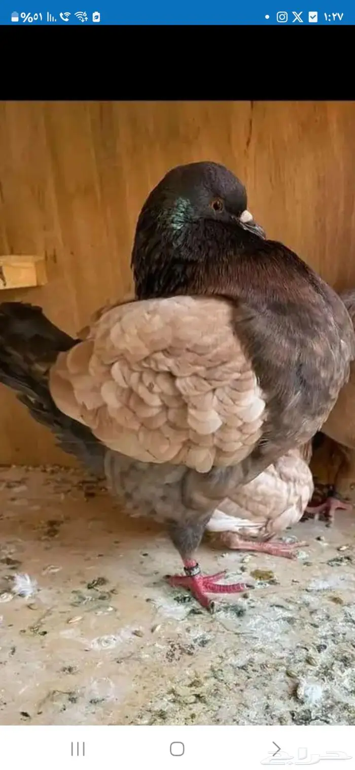 حمام العدد 24 نصفهم سترايزر ونصفهم مودينا 3