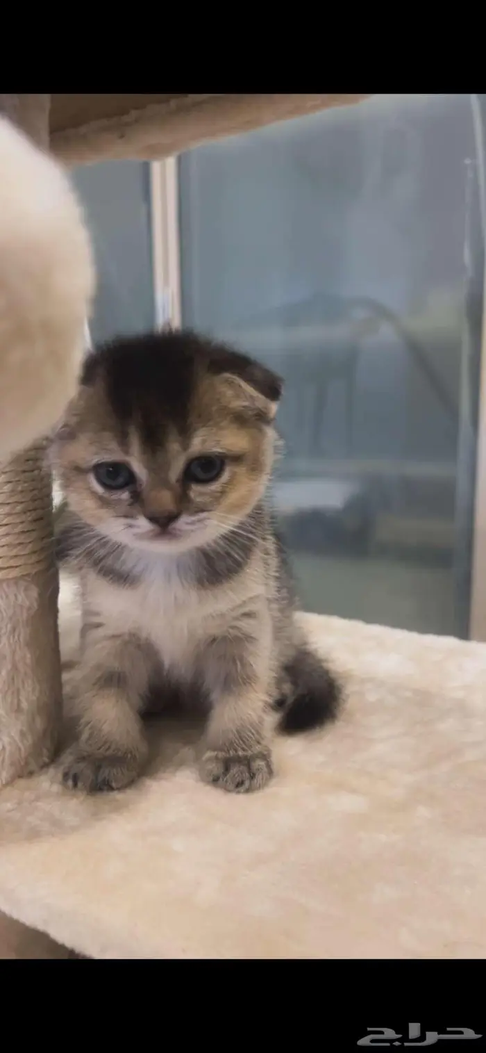 قطة سكوتش عمرها شهرين (للبيع) 0