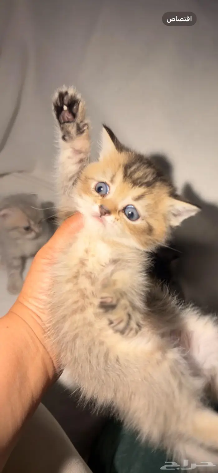 قطط سكوتش للبيع 1