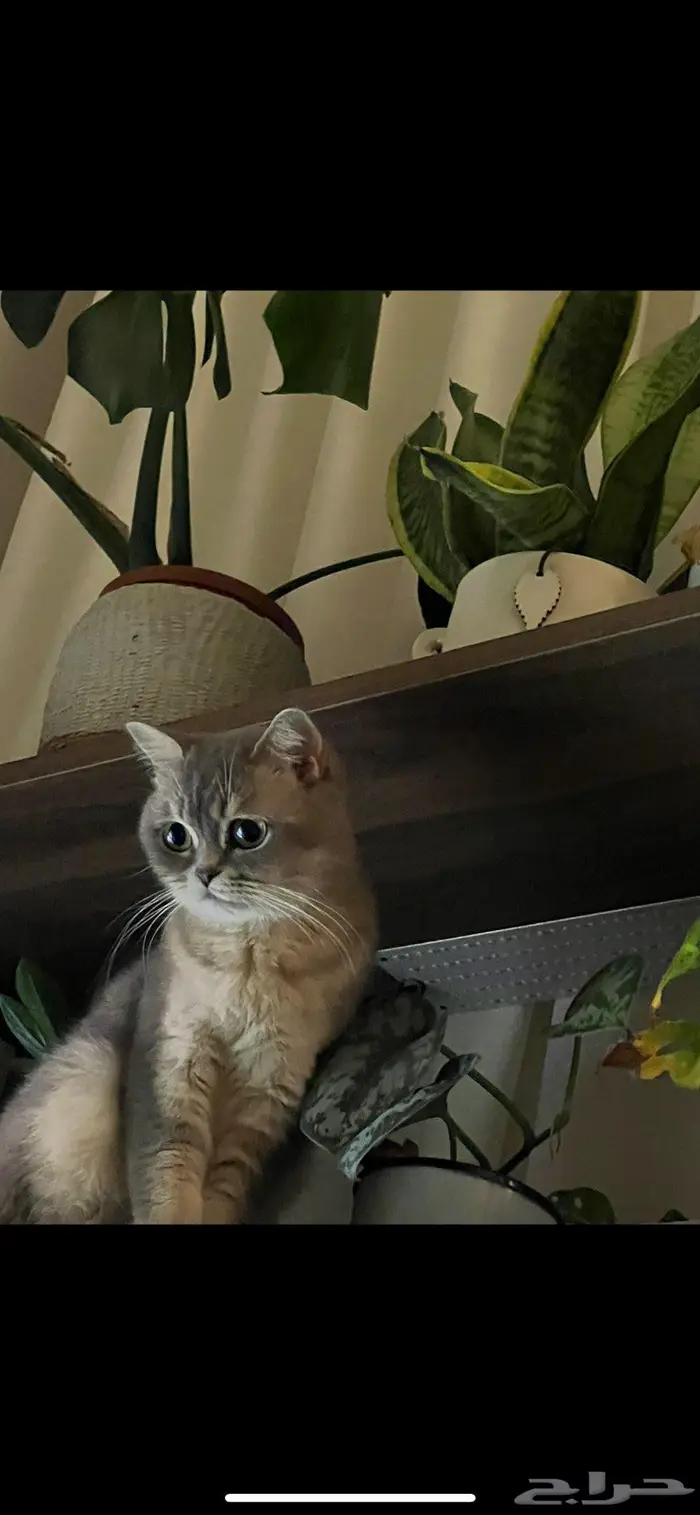 قطه سكوتش ستريت(تم البيع) 5