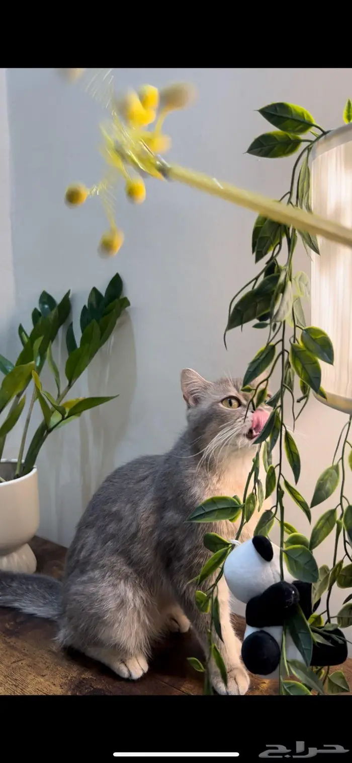 قطه سكوتش ستريت(تم البيع) 2