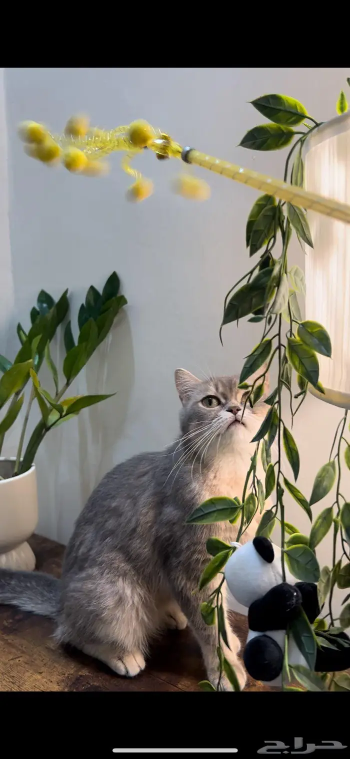 قطه سكوتش ستريت(تم البيع) 3