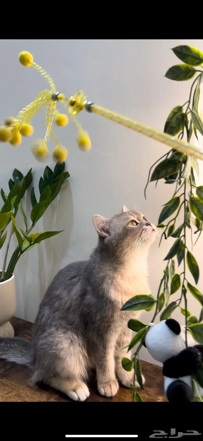 قطه سكوتش ستريت(تم البيع) 4