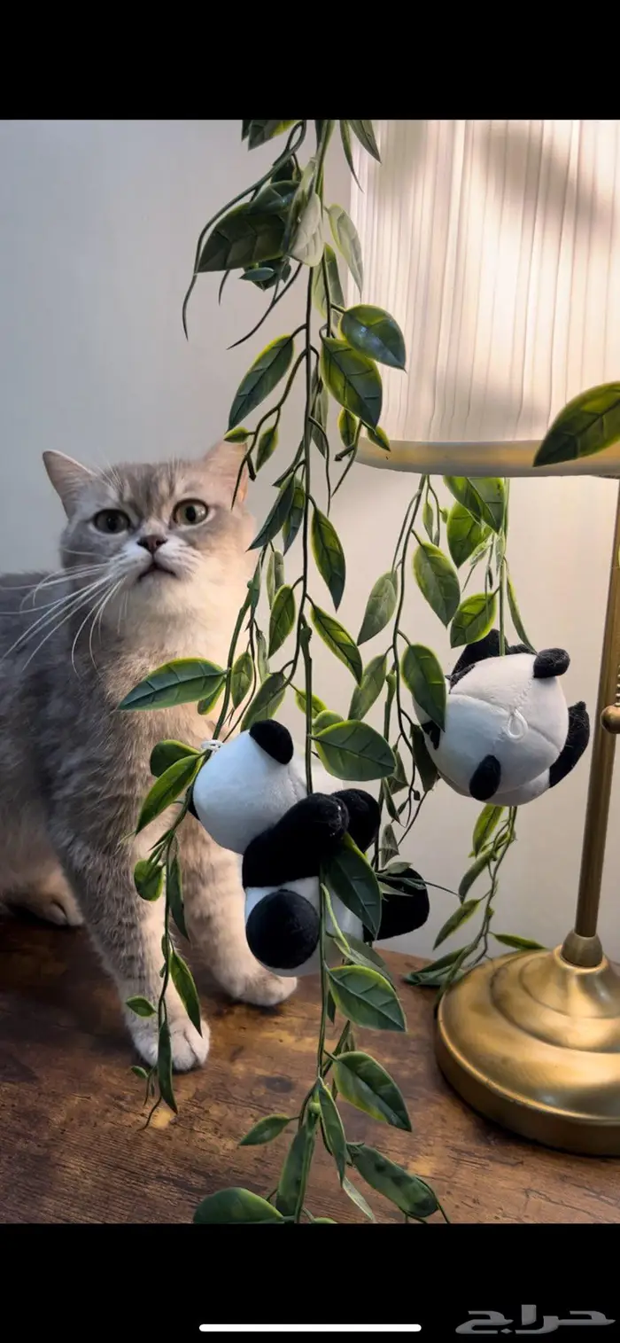 قطه سكوتش ستريت(تم البيع) 6