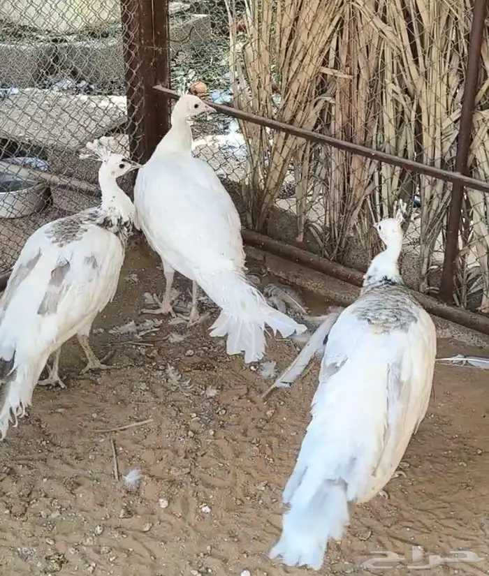 طقم طاووس أو طاؤوس منتج للبيع 0