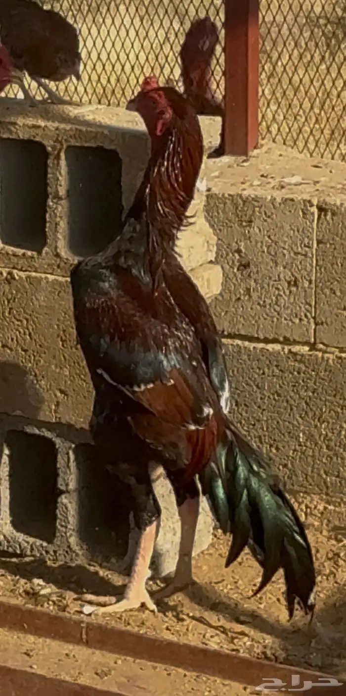 ديك باكستاني 0