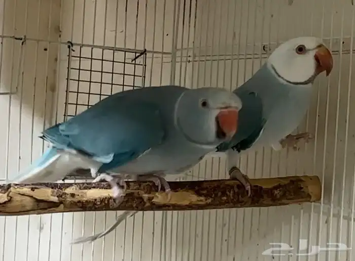 للبيع زوج دره كلير تيل بلو وايت هيد 0